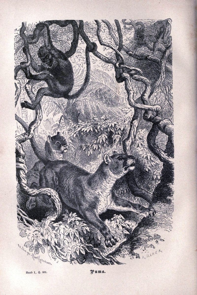 Brehms thierleben, allgemeine kunde des thierreichs..Leipzig :Verlag des Bibliographischen instituts,1876-1879.. |  | Vintage Print Reproduction 463346