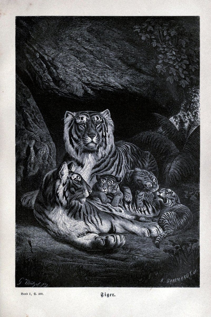 Brehms thierleben, allgemeine kunde des thierreichs..Leipzig :Verlag des Bibliographischen instituts,1876-1879.. |  | Vintage Print Reproduction 463347
