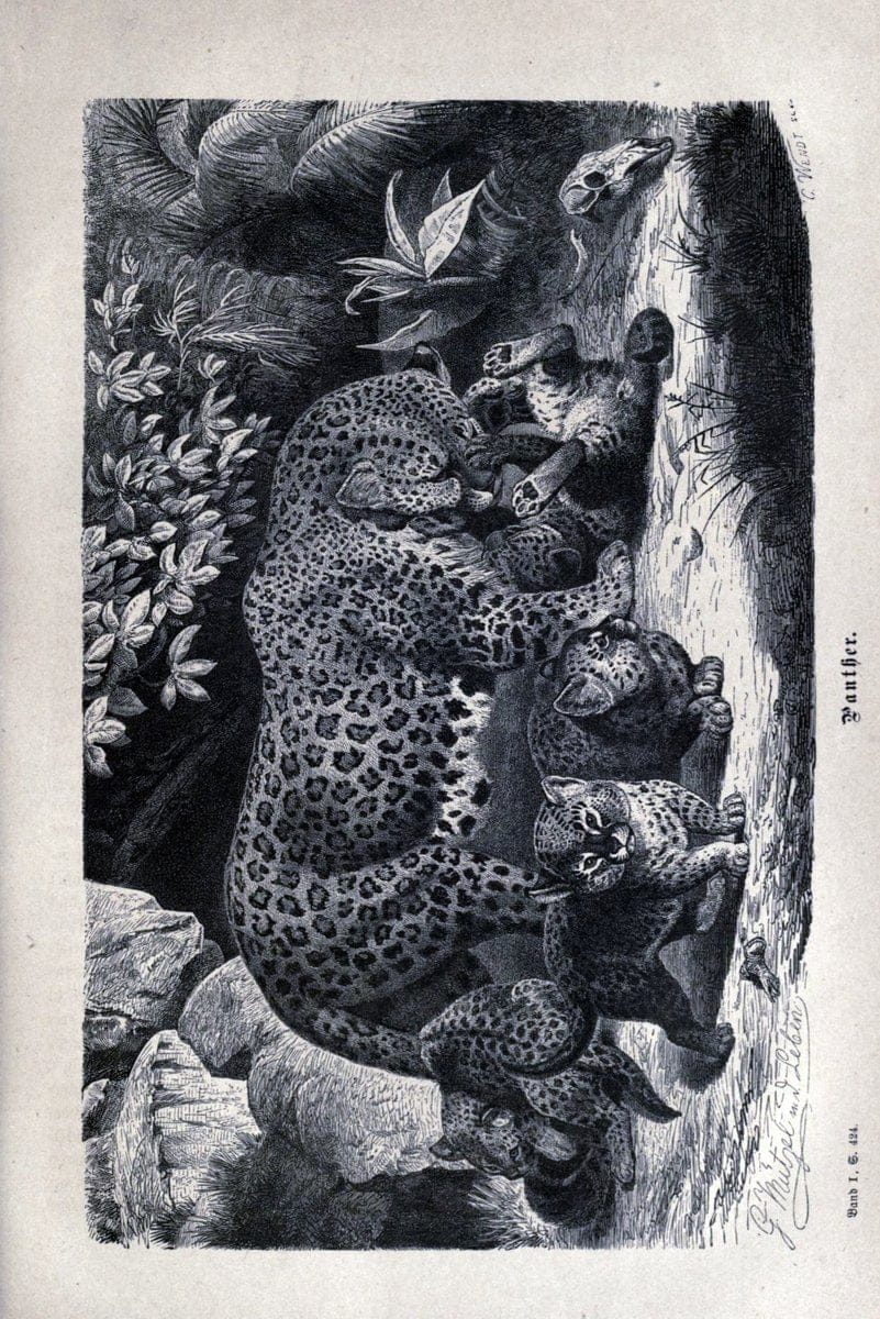 Brehms thierleben, allgemeine kunde des thierreichs..Leipzig :Verlag des Bibliographischen instituts,1876-1879.. |  | Vintage Print Reproduction 463348
