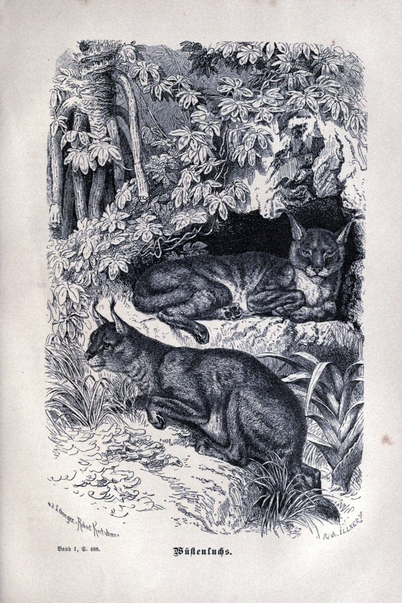 Brehms thierleben, allgemeine kunde des thierreichs..Leipzig :Verlag des Bibliographischen instituts,1876-1879.. |  | Vintage Print Reproduction 463349