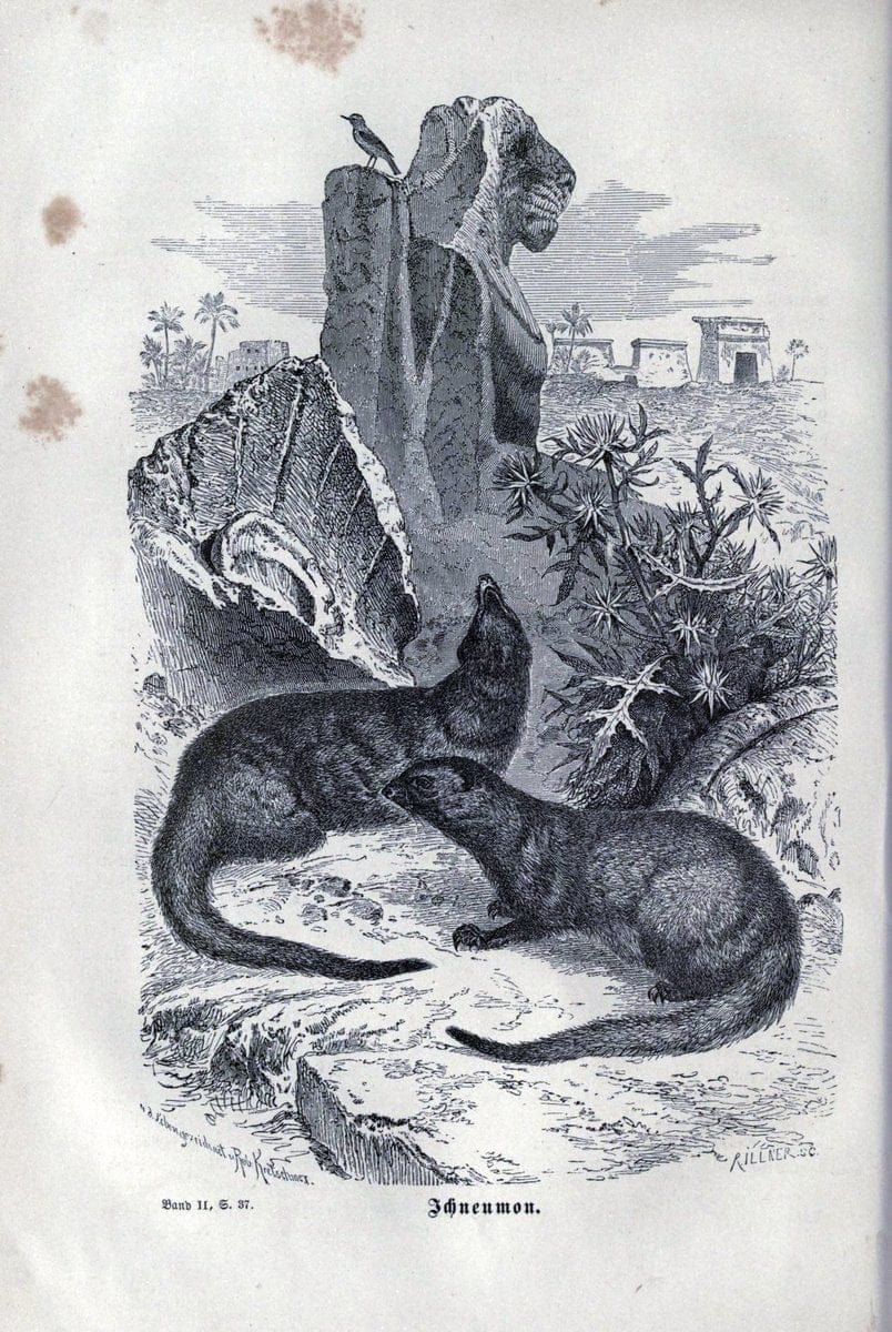 Brehms thierleben, allgemeine kunde des thierreichs..Leipzig :Verlag des Bibliographischen instituts,1876-1879.. |  | Vintage Print Reproduction 463350