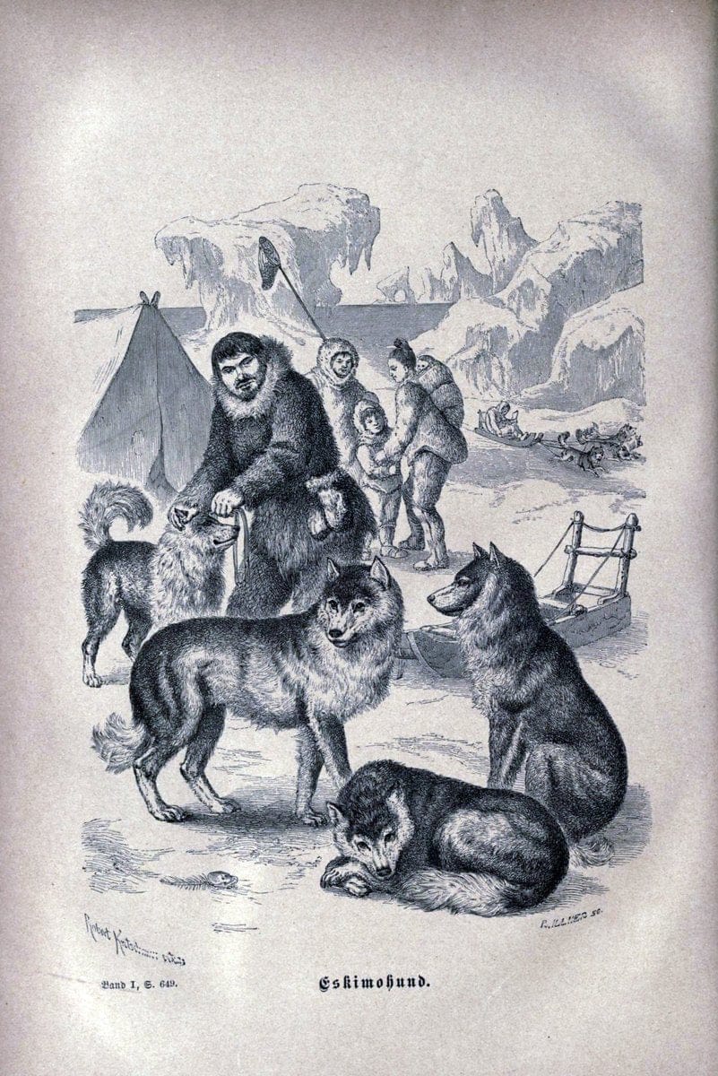 Brehms thierleben, allgemeine kunde des thierreichs..Leipzig :Verlag des Bibliographischen instituts,1876-1879.. |  | Vintage Print Reproduction 463351