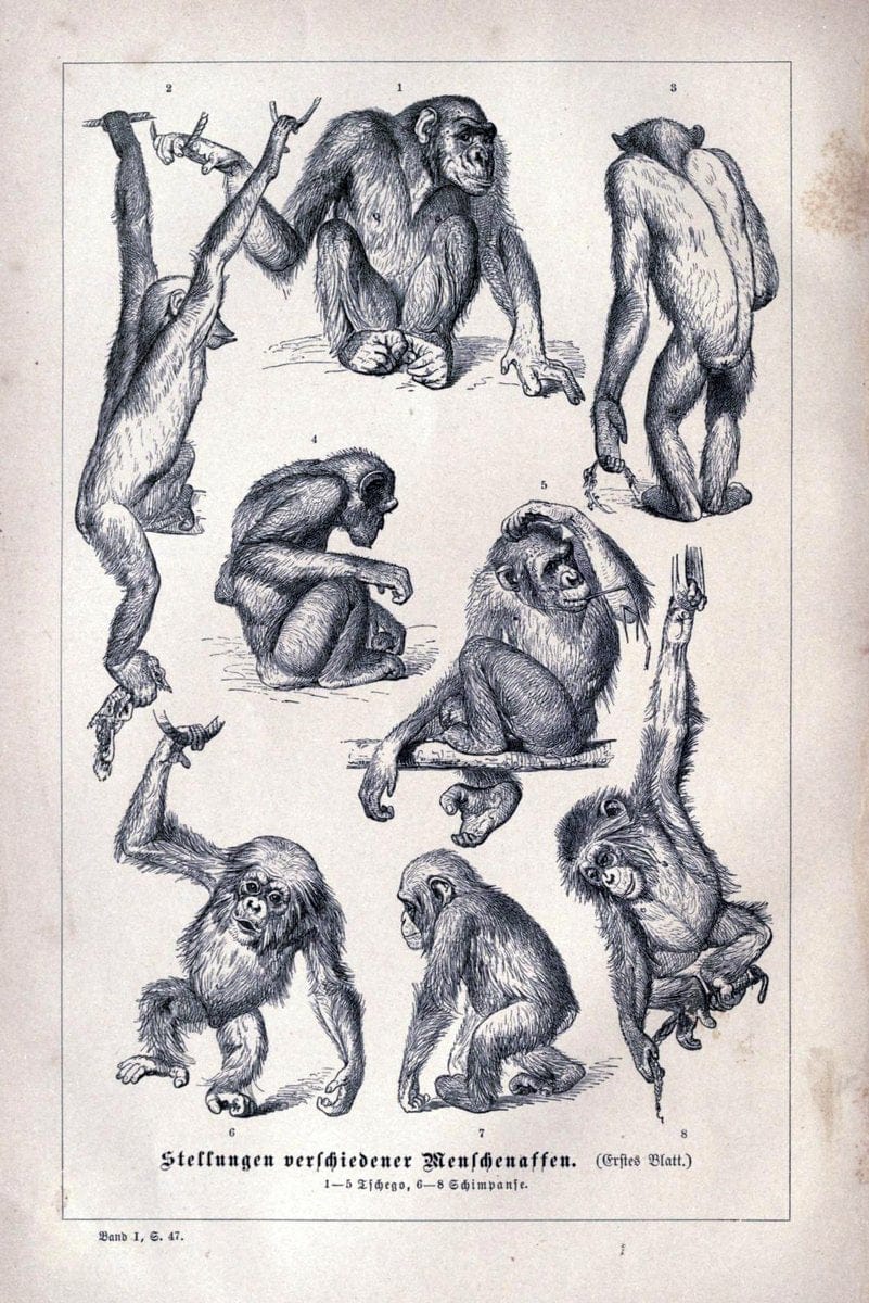 Brehms thierleben, allgemeine kunde des thierreichs..Leipzig :Verlag des Bibliographischen instituts,1876-1879.. |  | Vintage Print Reproduction 463352