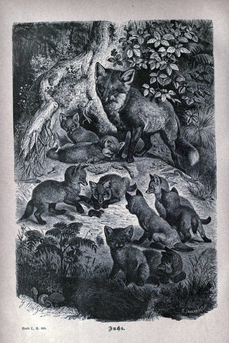 Brehms thierleben, allgemeine kunde des thierreichs..Leipzig :Verlag des Bibliographischen instituts,1876-1879.. |  | Vintage Print Reproduction 463353