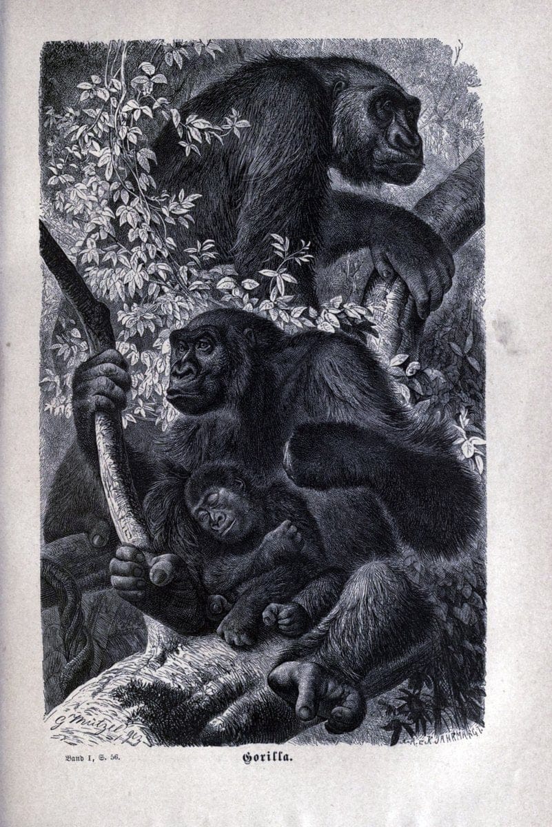 Brehms thierleben, allgemeine kunde des thierreichs..Leipzig :Verlag des Bibliographischen instituts,1876-1879.. |  | Vintage Print Reproduction 463355