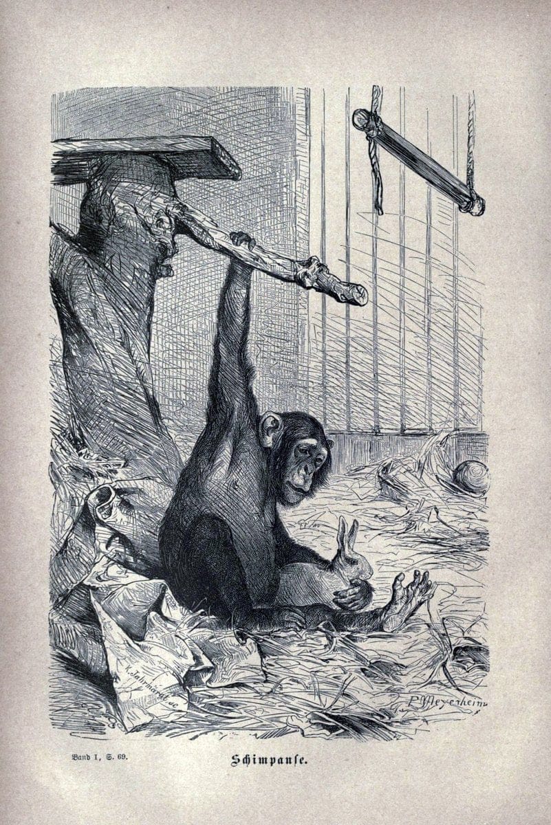 Brehms thierleben, allgemeine kunde des thierreichs..Leipzig :Verlag des Bibliographischen instituts,1876-1879.. |  | Vintage Print Reproduction 463357