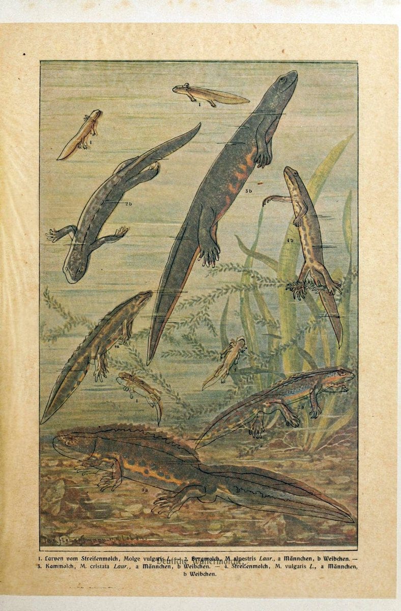 Brehms Tierleben. Bd.1Leipzig,Bibliographisches Institut,1911-19- |  | Vintage Print Reproduction 463359