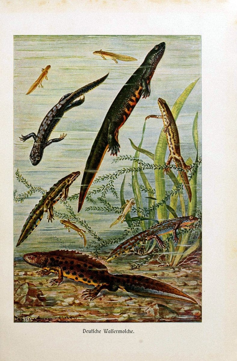 Brehms Tierleben. Bd.1Leipzig,Bibliographisches Institut,1911-19- |  | Vintage Print Reproduction 463360