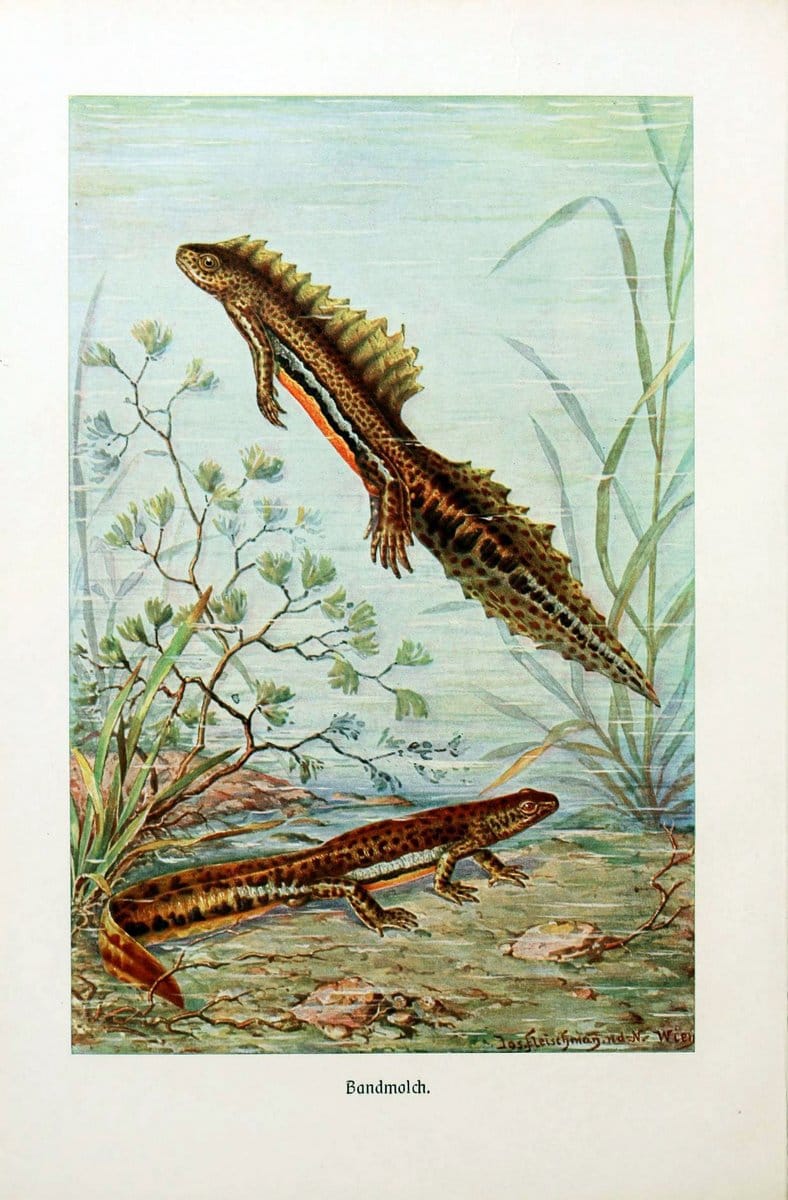 Brehms Tierleben. Bd.1Leipzig,Bibliographisches Institut,1911-19- |  | Vintage Print Reproduction 463361