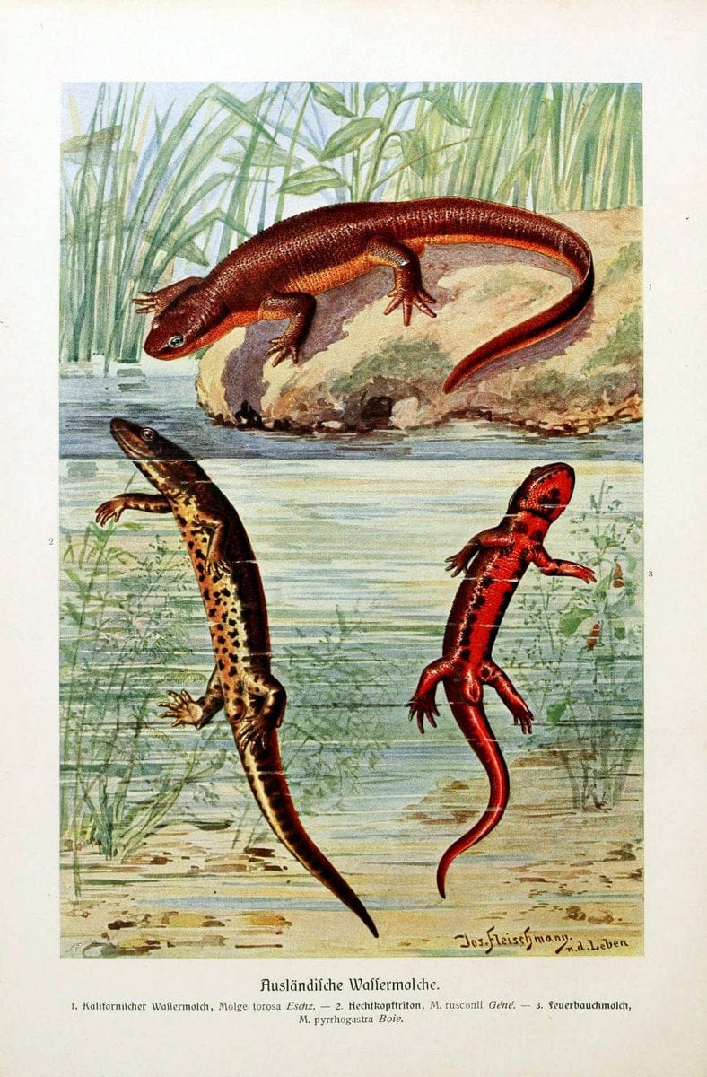 Brehms Tierleben. Bd.1Leipzig,Bibliographisches Institut,1911-19- |  | Vintage Print Reproduction 463362