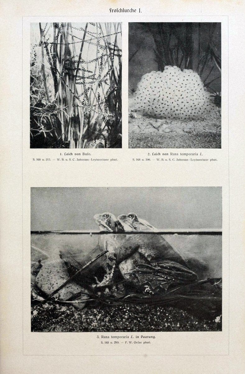 Brehms Tierleben. Bd.1Leipzig,Bibliographisches Institut,1911-19- |  | Vintage Print Reproduction 463363