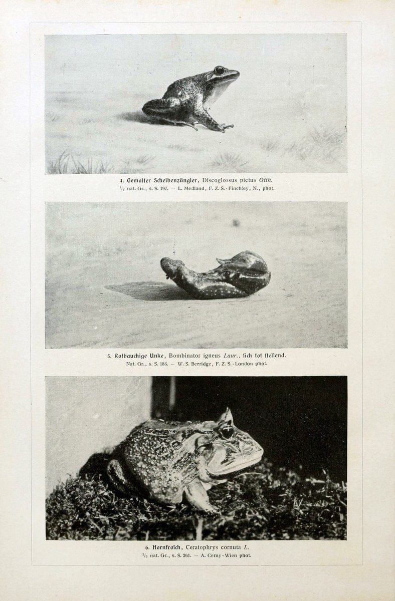 Brehms Tierleben. Bd.1Leipzig,Bibliographisches Institut,1911-19- |  | Vintage Print Reproduction 463364