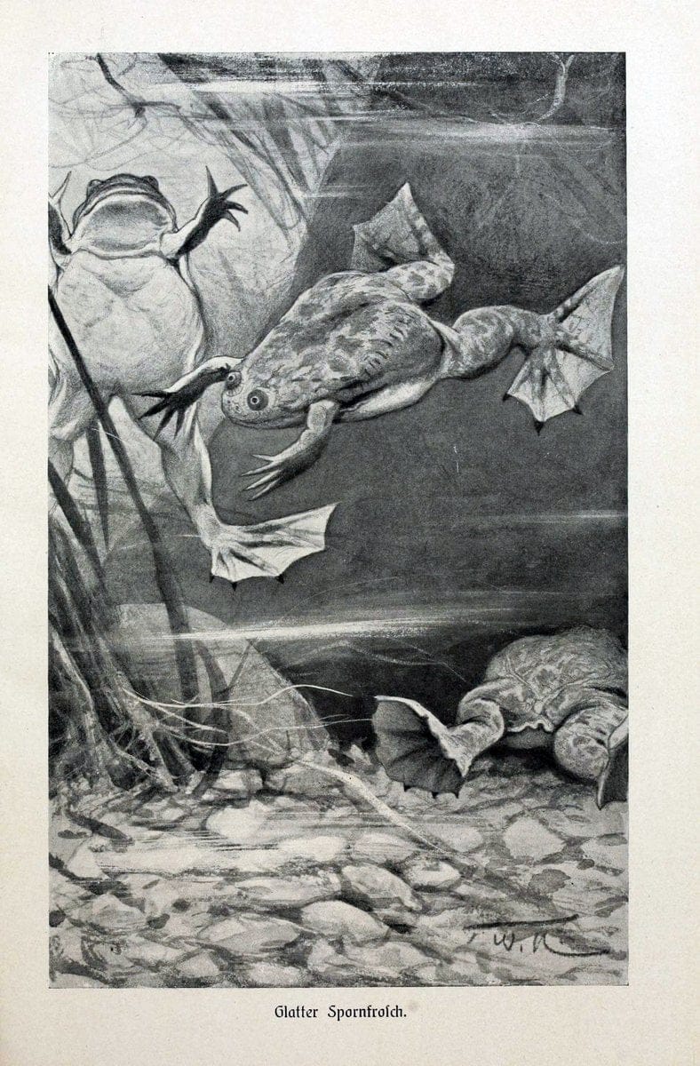 Brehms Tierleben. Bd.1Leipzig,Bibliographisches Institut,1911-19- |  | Vintage Print Reproduction 463365