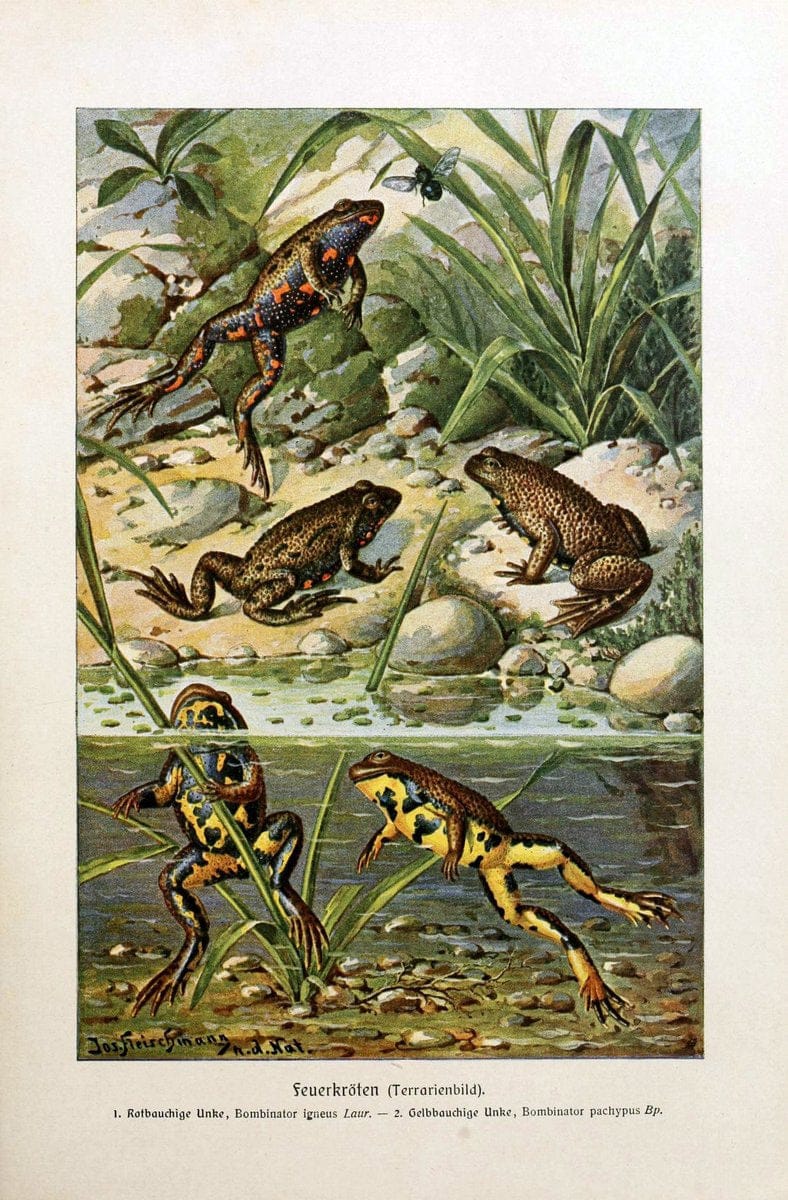 Brehms Tierleben. Bd.1Leipzig,Bibliographisches Institut,1911-19- |  | Vintage Print Reproduction 463366