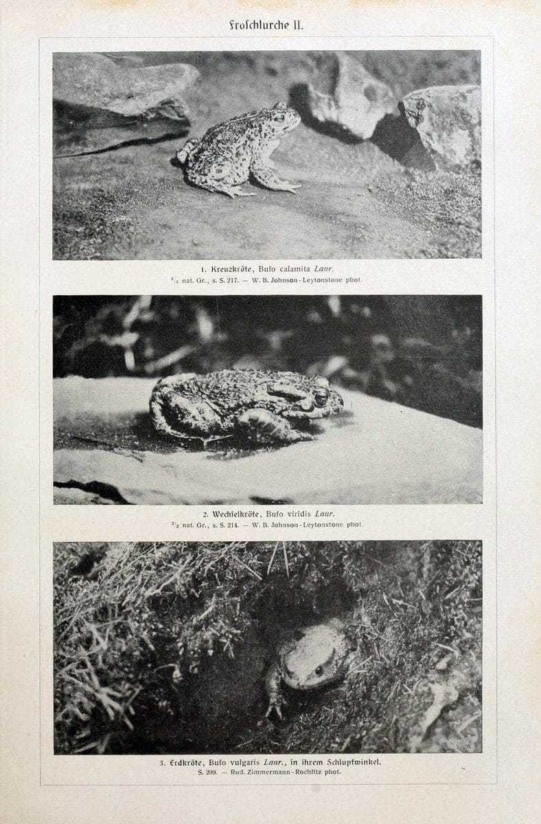Brehms Tierleben. Bd.1Leipzig,Bibliographisches Institut,1911-19- |  | Vintage Print Reproduction 463367