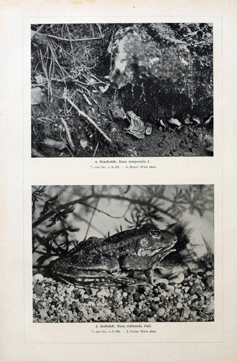 Brehms Tierleben. Bd.1Leipzig,Bibliographisches Institut,1911-19- |  | Vintage Print Reproduction 463368