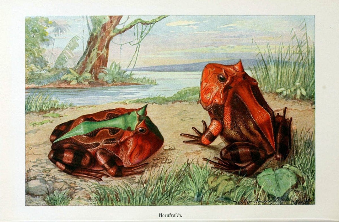 Brehms Tierleben. Bd.1Leipzig,Bibliographisches Institut,1911-19- |  | Vintage Print Reproduction 463370