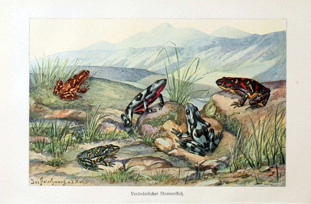 Brehms Tierleben. Bd.1Leipzig,Bibliographisches Institut,1911-19- |  | Vintage Print Reproduction 463373