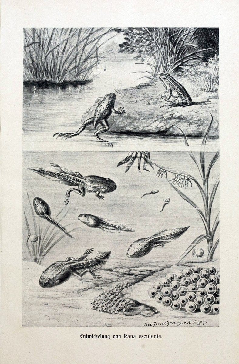 Brehms Tierleben. Bd.1Leipzig,Bibliographisches Institut,1911-19- |  | Vintage Print Reproduction 463375