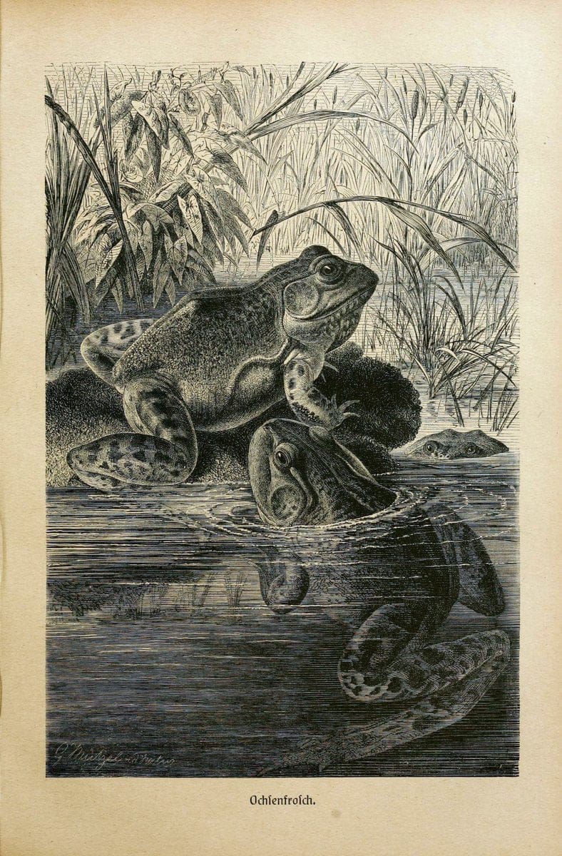 Brehms Tierleben. Bd.1Leipzig,Bibliographisches Institut,1911-19- |  | Vintage Print Reproduction 463376