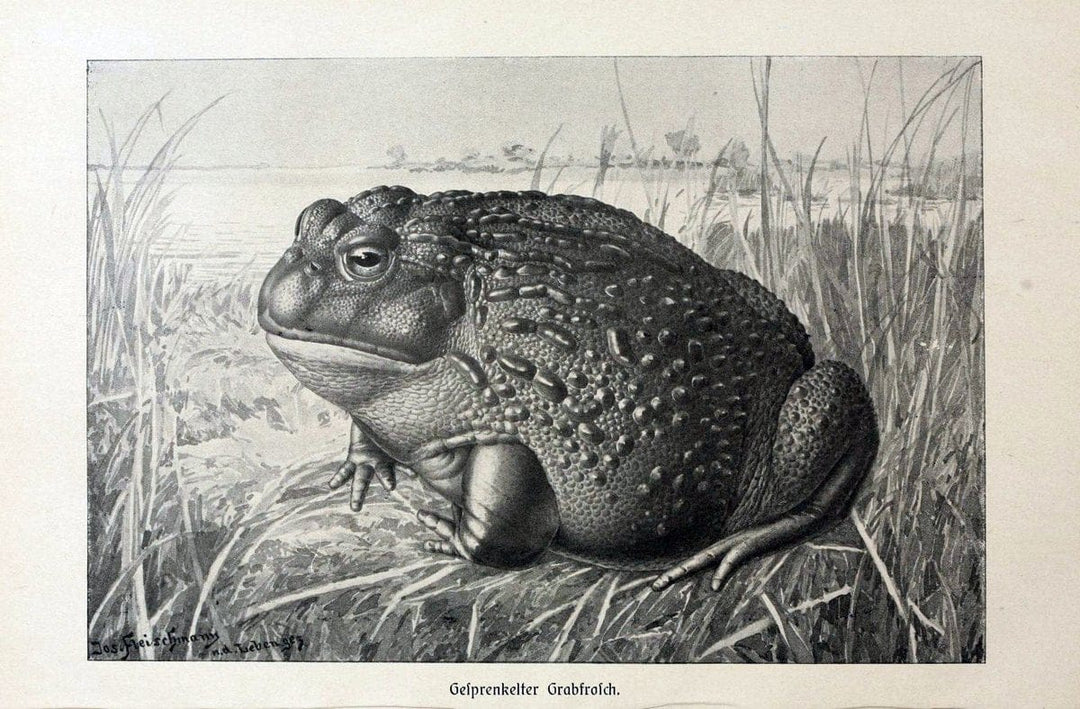 Brehms Tierleben. Bd.1Leipzig,Bibliographisches Institut,1911-19- |  | Vintage Print Reproduction 463377