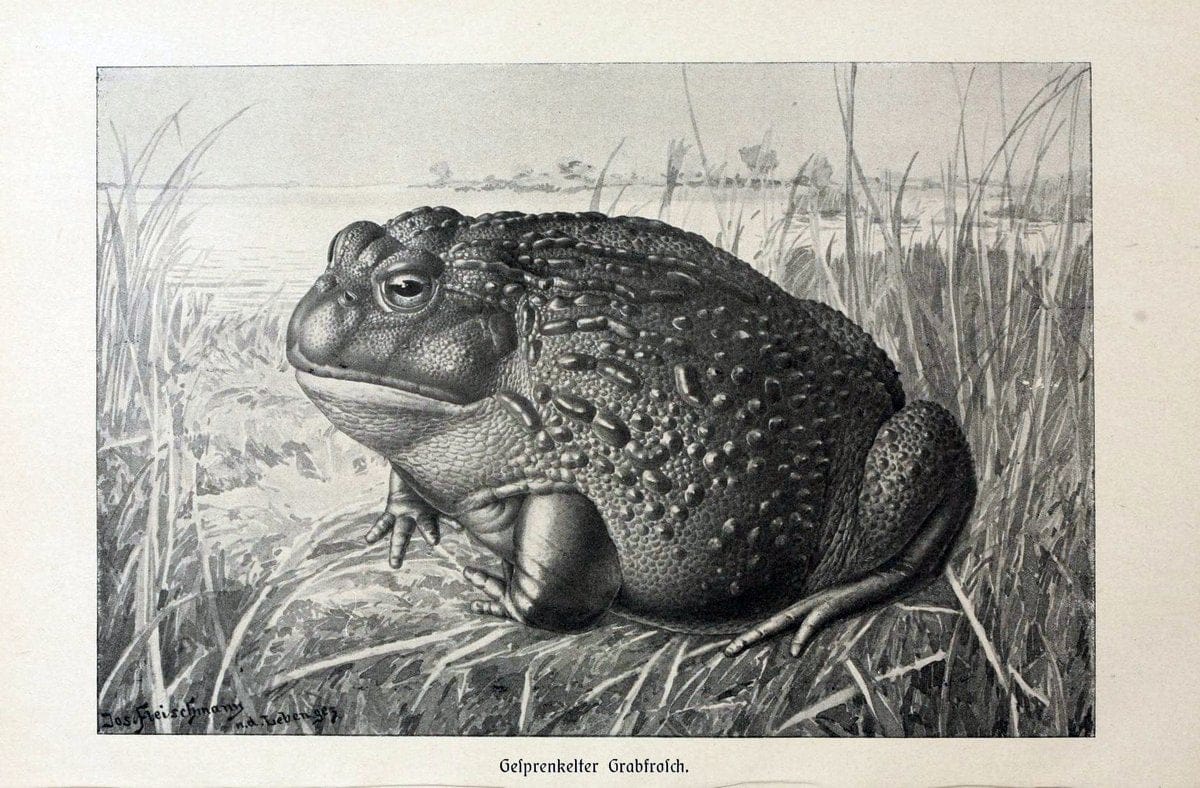 Brehms Tierleben. Bd.1Leipzig,Bibliographisches Institut,1911-19- |  | Vintage Print Reproduction 463377