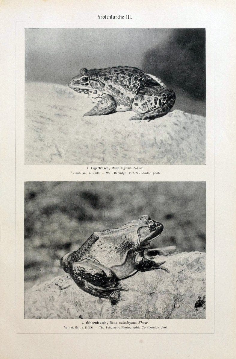 Brehms Tierleben. Bd.1Leipzig,Bibliographisches Institut,1911-19- |  | Vintage Print Reproduction 463378
