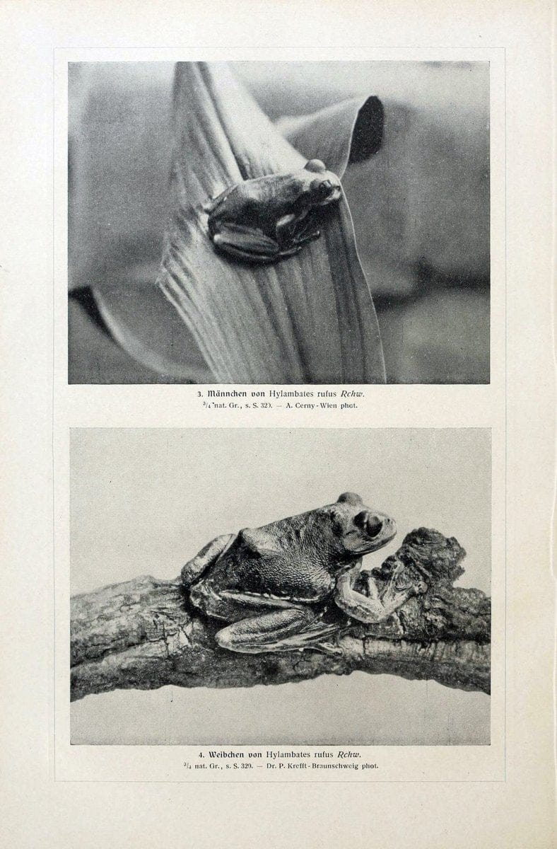 Brehms Tierleben. Bd.1Leipzig,Bibliographisches Institut,1911-19- |  | Vintage Print Reproduction 463379