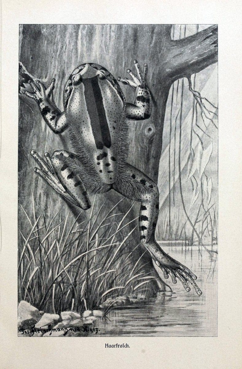 Brehms Tierleben. Bd.1Leipzig,Bibliographisches Institut,1911-19- |  | Vintage Print Reproduction 463380