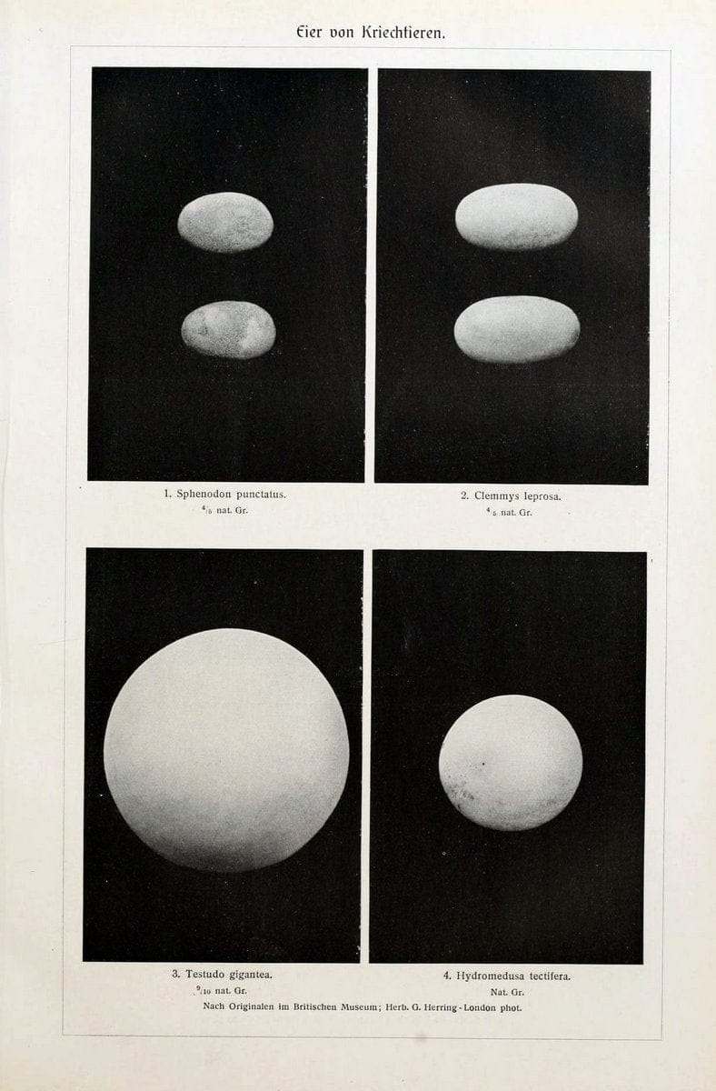 Brehms Tierleben. Bd.1Leipzig,Bibliographisches Institut,1911-19- |  | Vintage Print Reproduction 463383