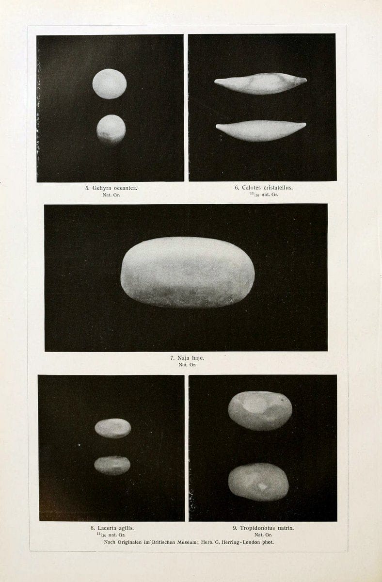 Brehms Tierleben. Bd.1Leipzig,Bibliographisches Institut,1911-19- |  | Vintage Print Reproduction 463384