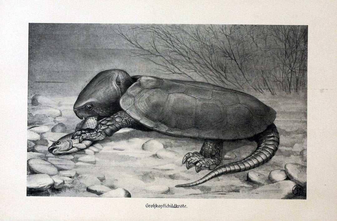 Brehms Tierleben. Bd.1Leipzig,Bibliographisches Institut,1911-19- |  | Vintage Print Reproduction 463386