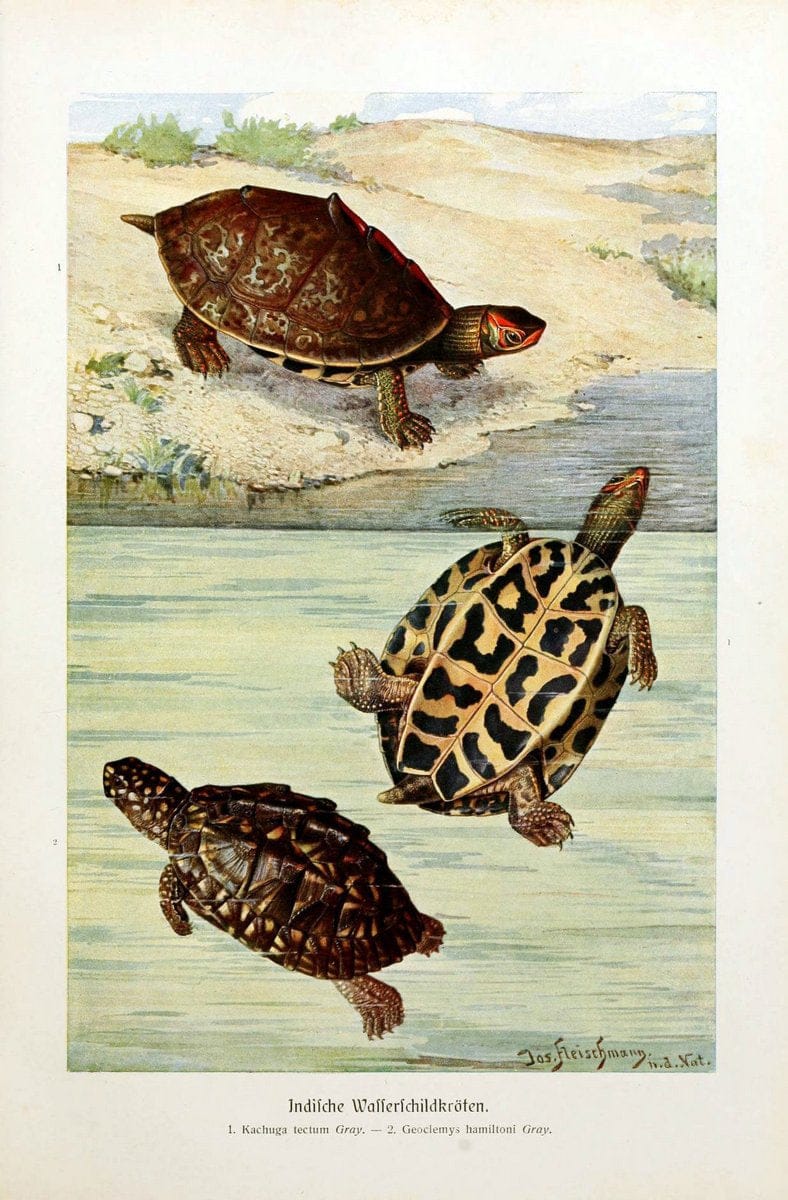 Brehms Tierleben. Bd.1Leipzig,Bibliographisches Institut,1911-19- |  | Vintage Print Reproduction 463387