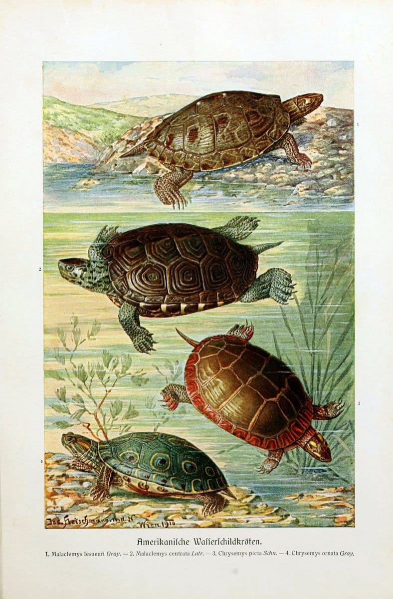 Brehms Tierleben. Bd.1Leipzig,Bibliographisches Institut,1911-19- |  | Vintage Print Reproduction 463388