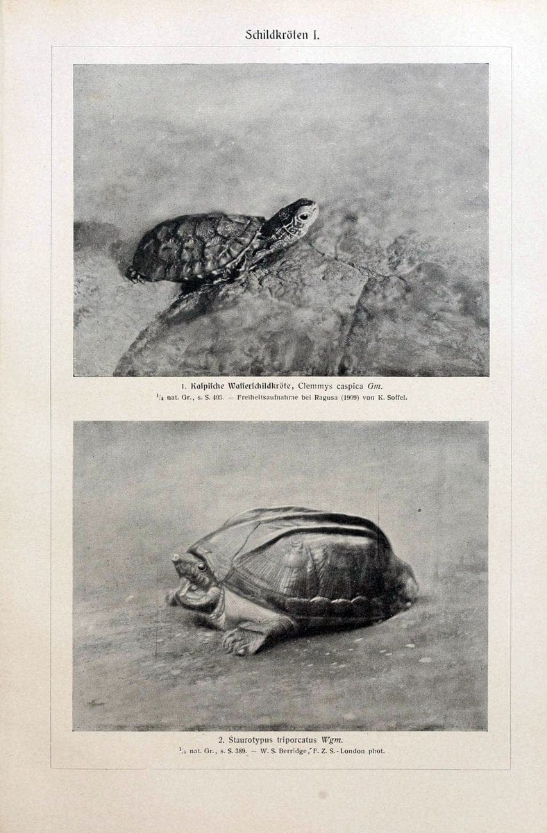 Brehms Tierleben. Bd.1Leipzig,Bibliographisches Institut,1911-19- |  | Vintage Print Reproduction 463389