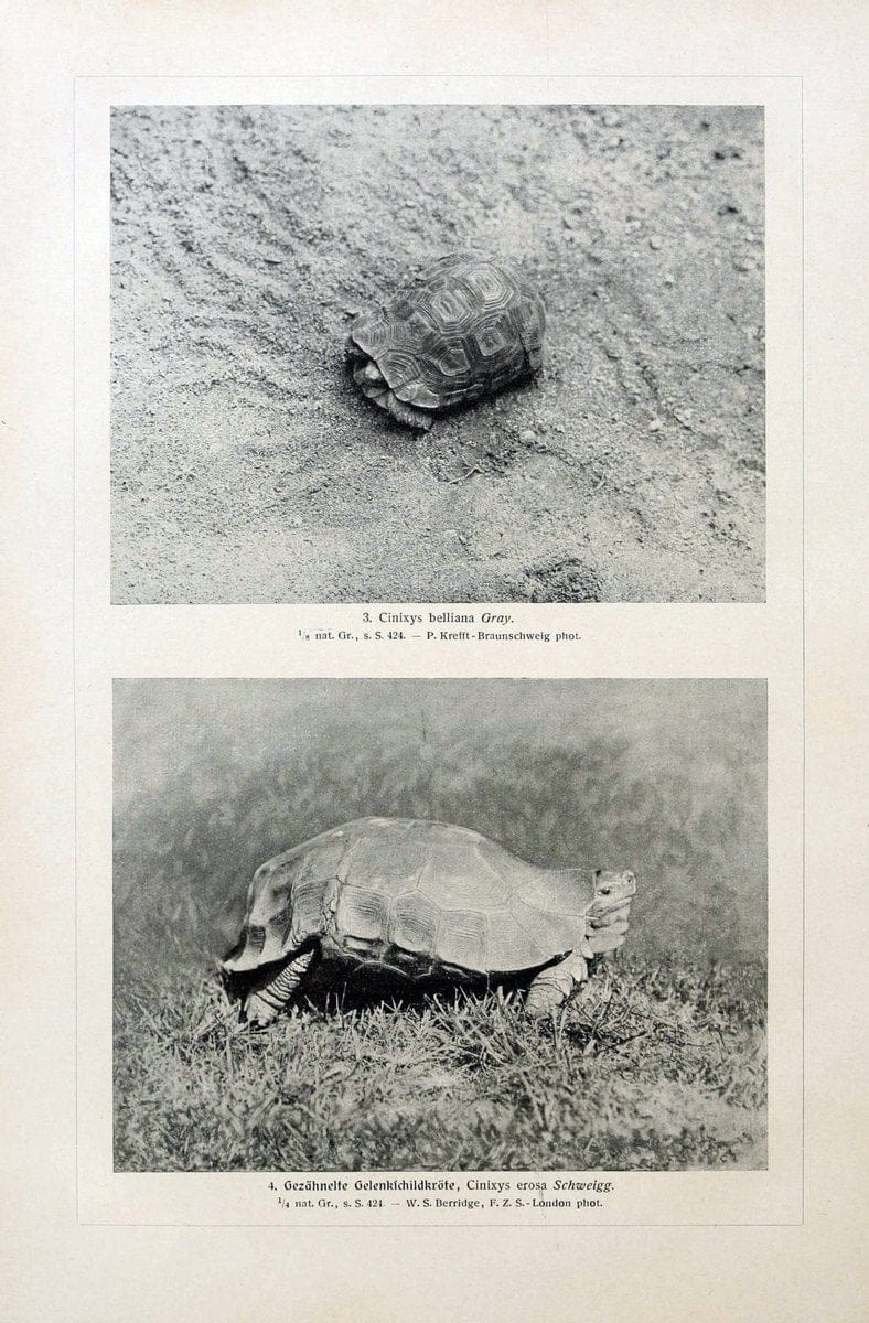 Brehms Tierleben. Bd.1Leipzig,Bibliographisches Institut,1911-19- |  | Vintage Print Reproduction 463390
