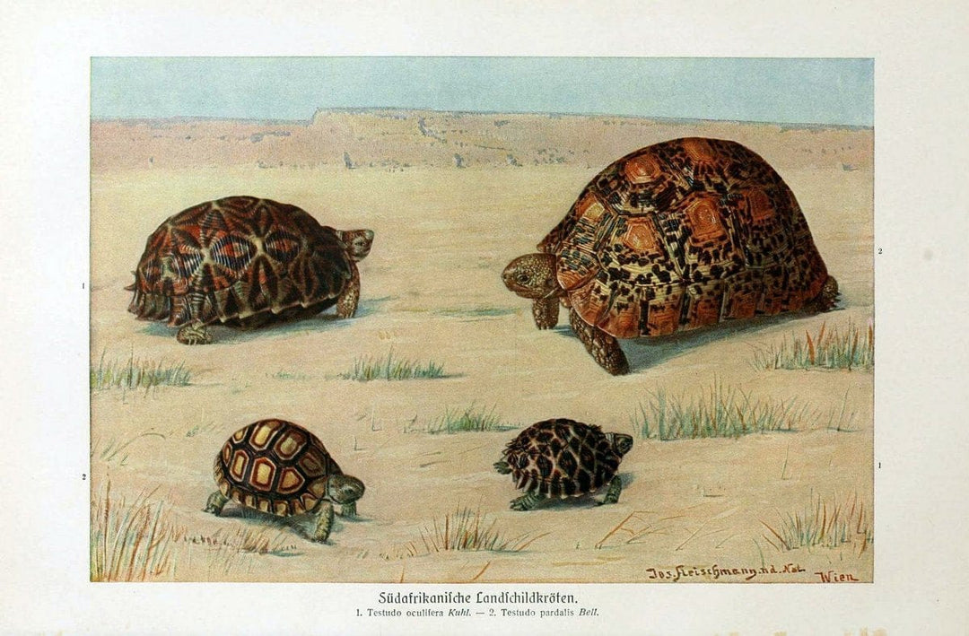 Brehms Tierleben. Bd.1Leipzig,Bibliographisches Institut,1911-19- |  | Vintage Print Reproduction 463391