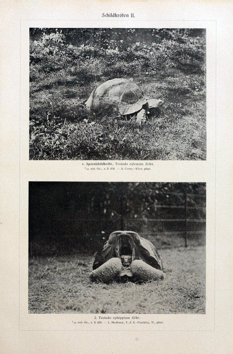 Brehms Tierleben. Bd.1Leipzig,Bibliographisches Institut,1911-19- |  | Vintage Print Reproduction 463392