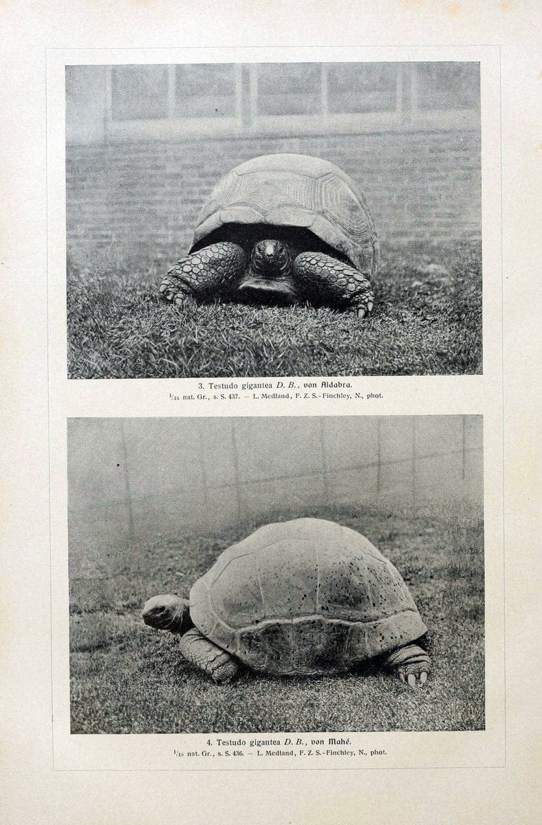 Brehms Tierleben. Bd.1Leipzig,Bibliographisches Institut,1911-19- |  | Vintage Print Reproduction 463393