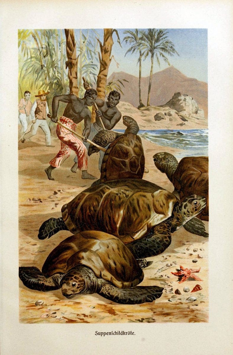 Brehms Tierleben. Bd.1Leipzig,Bibliographisches Institut,1911-19- |  | Vintage Print Reproduction 463395