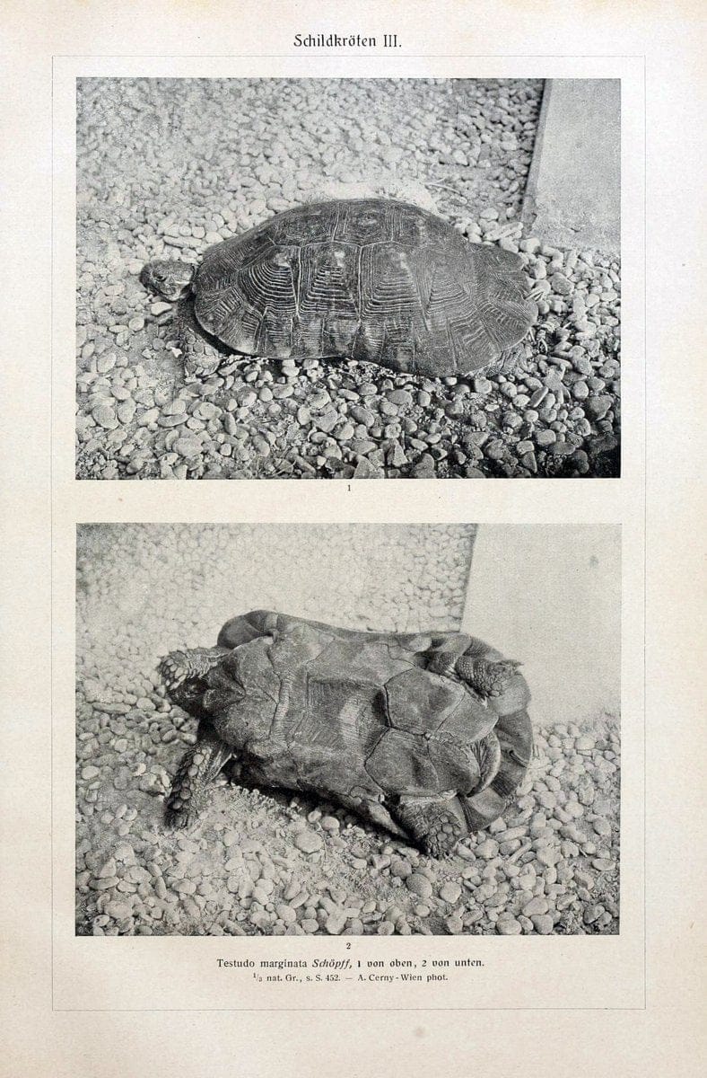 Brehms Tierleben. Bd.1Leipzig,Bibliographisches Institut,1911-19- |  | Vintage Print Reproduction 463396