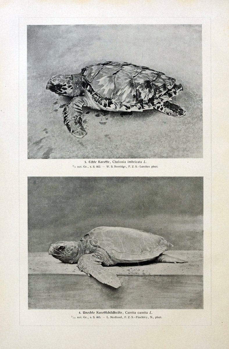 Brehms Tierleben. Bd.1Leipzig,Bibliographisches Institut,1911-19- |  | Vintage Print Reproduction 463397