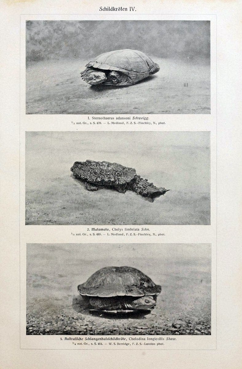 Brehms Tierleben. Bd.1Leipzig,Bibliographisches Institut,1911-19- |  | Vintage Print Reproduction 463398