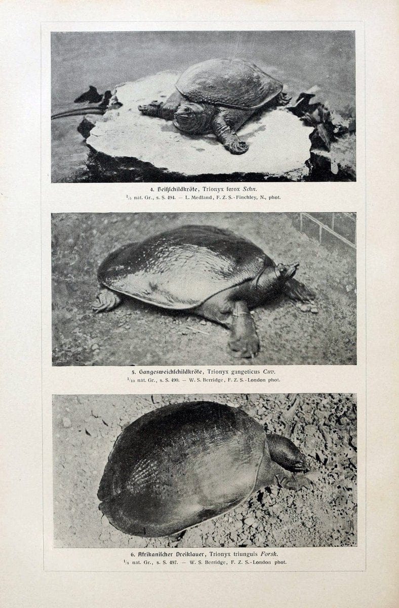 Brehms Tierleben. Bd.1Leipzig,Bibliographisches Institut,1911-19- |  | Vintage Print Reproduction 463399