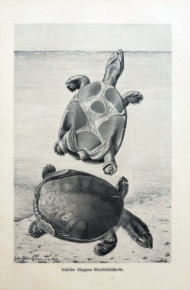 Brehms Tierleben. Bd.1Leipzig,Bibliographisches Institut,1911-19- |  | Vintage Print Reproduction 463400