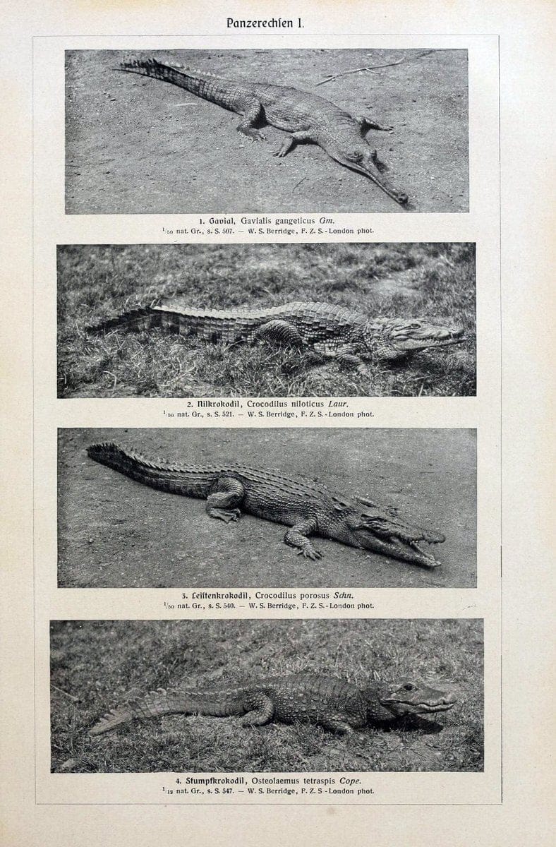 Brehms Tierleben. Bd.1Leipzig,Bibliographisches Institut,1911-19- |  | Vintage Print Reproduction 463401