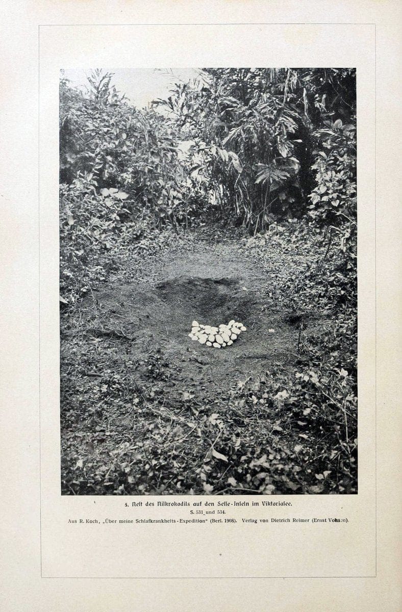 Brehms Tierleben. Bd.1Leipzig,Bibliographisches Institut,1911-19- |  | Vintage Print Reproduction 463402