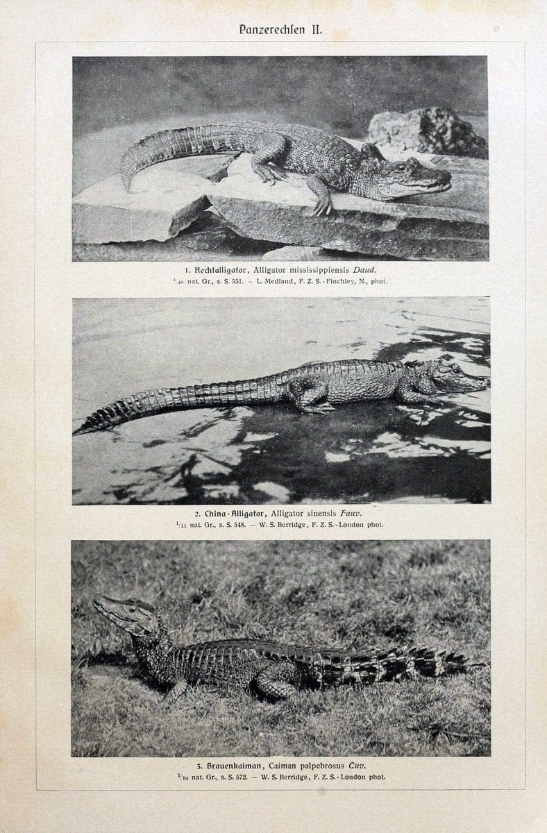 Brehms Tierleben. Bd.1Leipzig,Bibliographisches Institut,1911-19- |  | Vintage Print Reproduction 463405