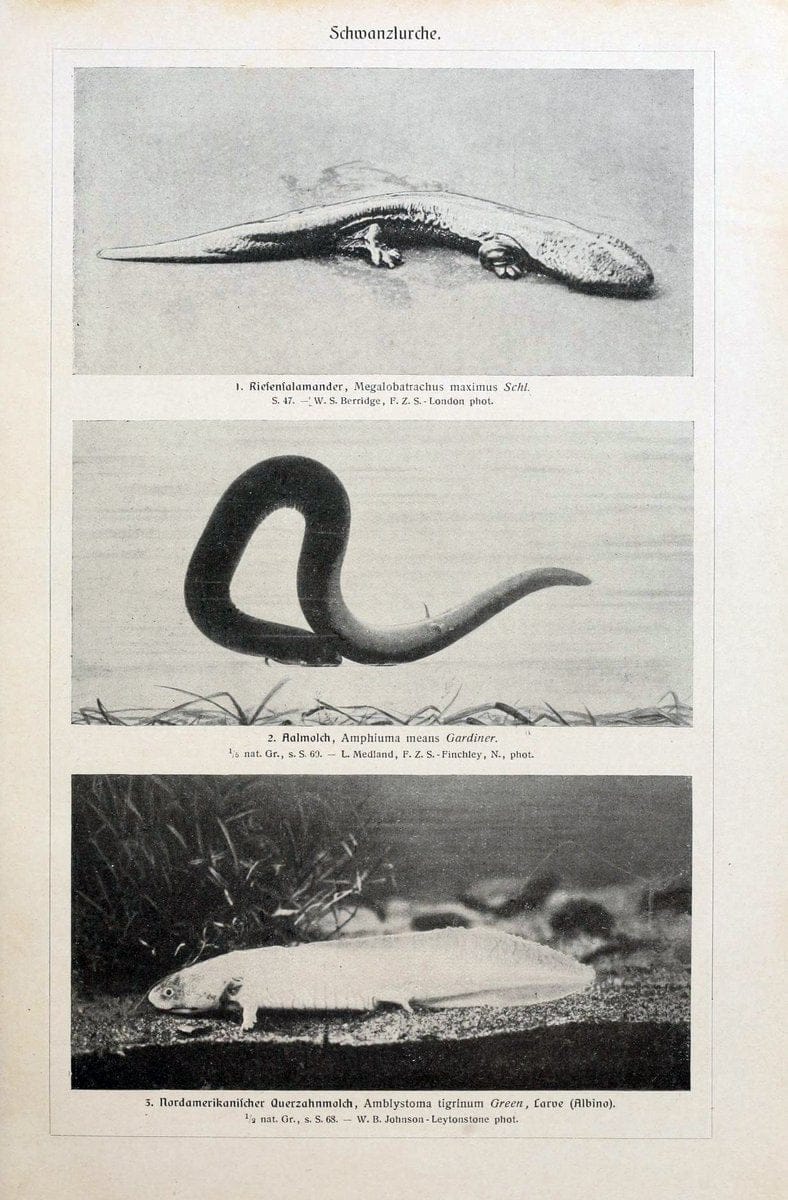 Brehms Tierleben. Bd.1Leipzig,Bibliographisches Institut,1911-19- |  | Vintage Print Reproduction 463407