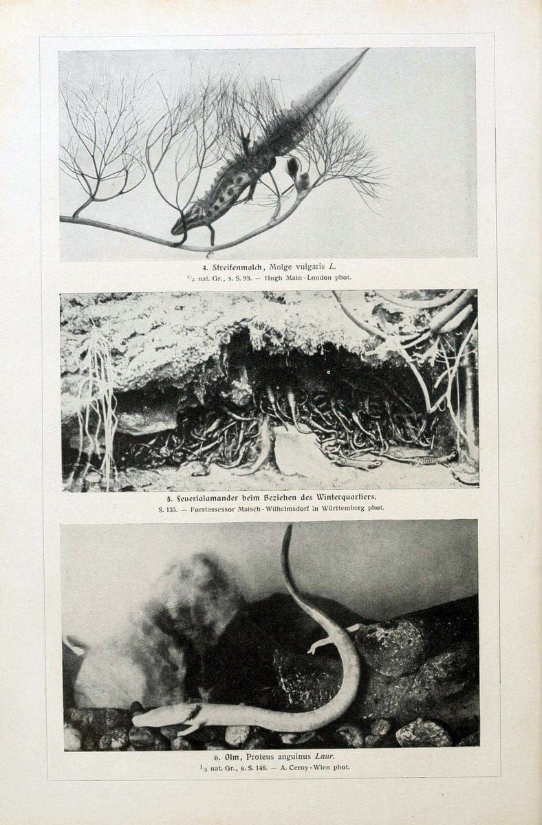 Brehms Tierleben. Bd.1Leipzig,Bibliographisches Institut,1911-19- |  | Vintage Print Reproduction 463408